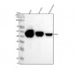 Anti-GFAP Rabbit Monoclonal Antibody